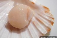 How to Open Scallop Shells Safely and Efficiently