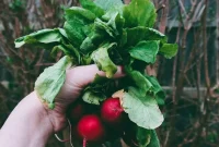10 Spring Superfoods and Ways to Enjoy Them