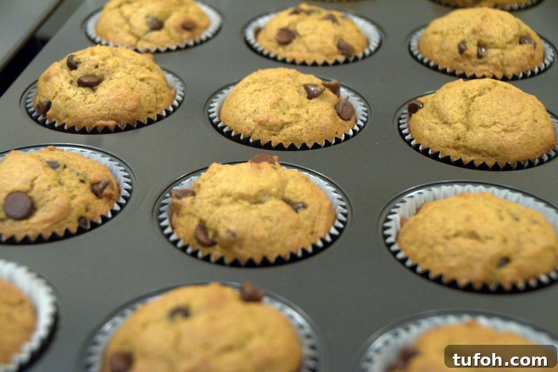 baked pumpkin chocolate chip muffins baked pumpkin chocolate chip muffins