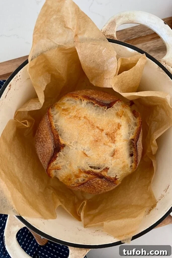 Small-Batch Sourdough Loaf Recipe for Home Bakers 13 Small sourdough loaf sitting in a cream enamel Dutch Oven surrounded by parchment paper.