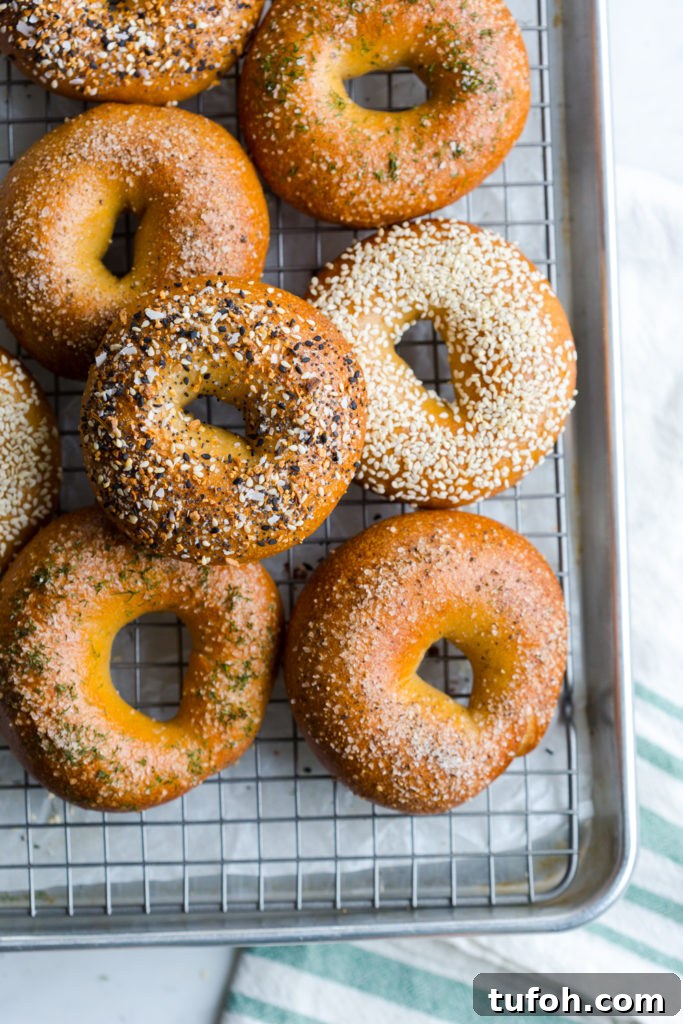 assorted bagels freshly baked and  cooling on a baking sheet