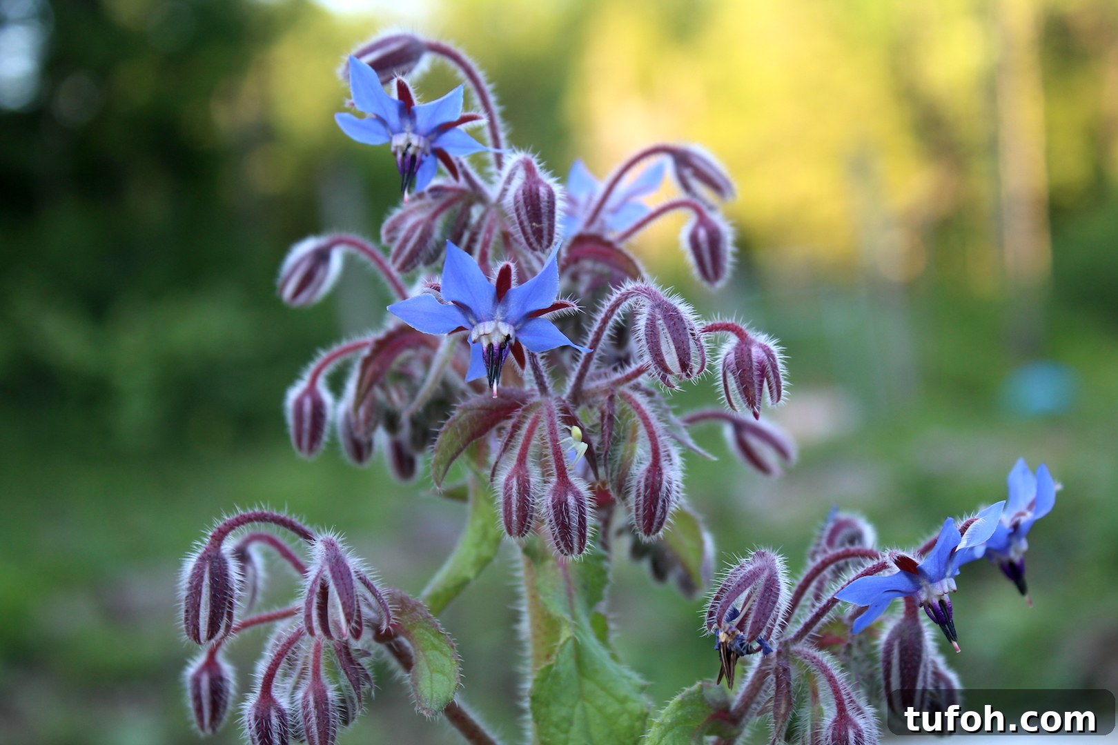 30+ Medicinal Flowers and How to Use Them for Healing 11 Borage Flower Cluster