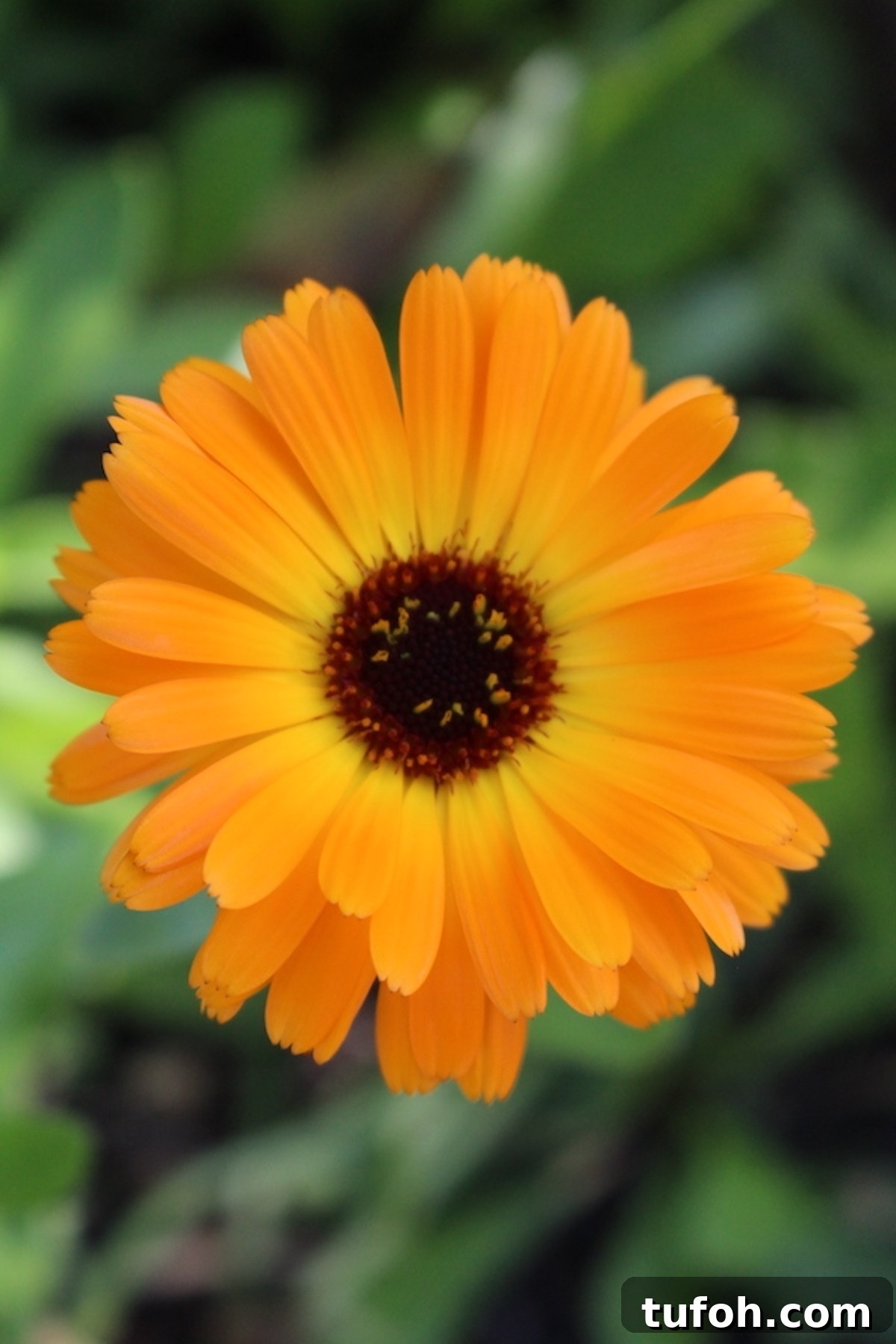 30+ Medicinal Flowers and How to Use Them for Healing 12 Calendula Flower