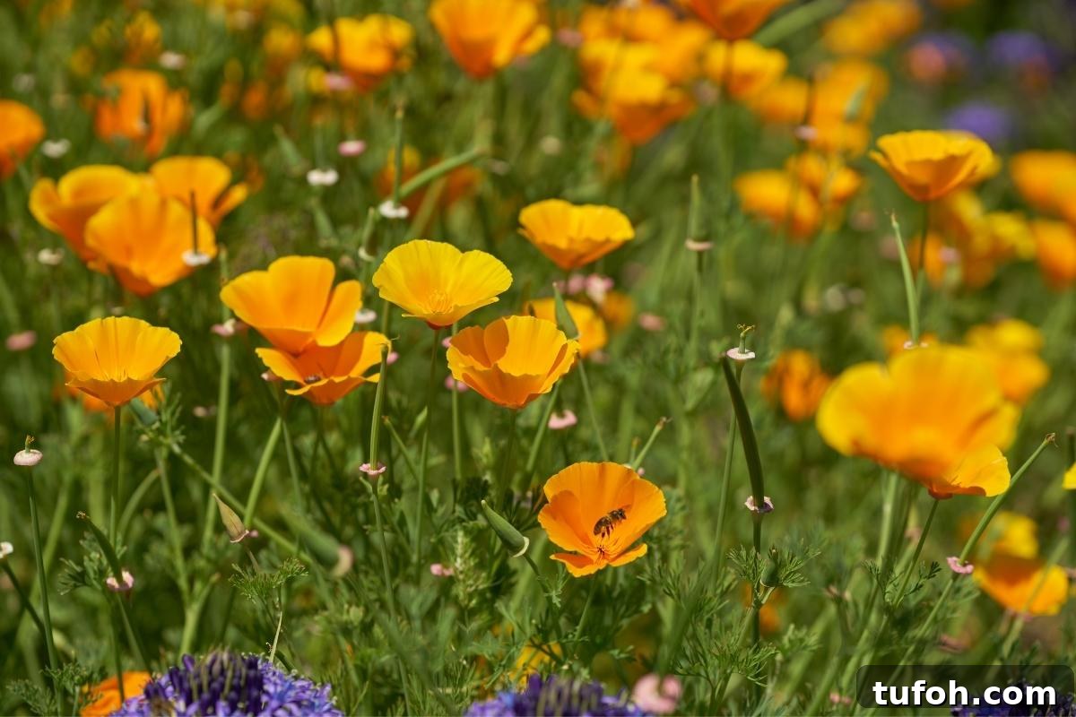 30+ Medicinal Flowers and How to Use Them for Healing 13 California Poppy