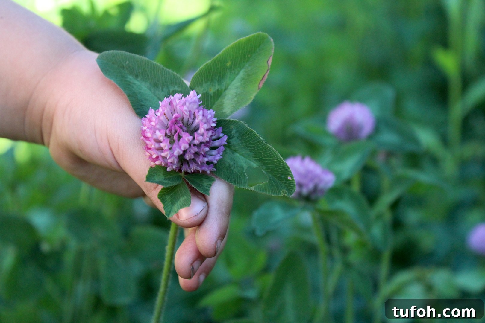 30+ Medicinal Flowers and How to Use Them for Healing 14 Harvesting Red Clover