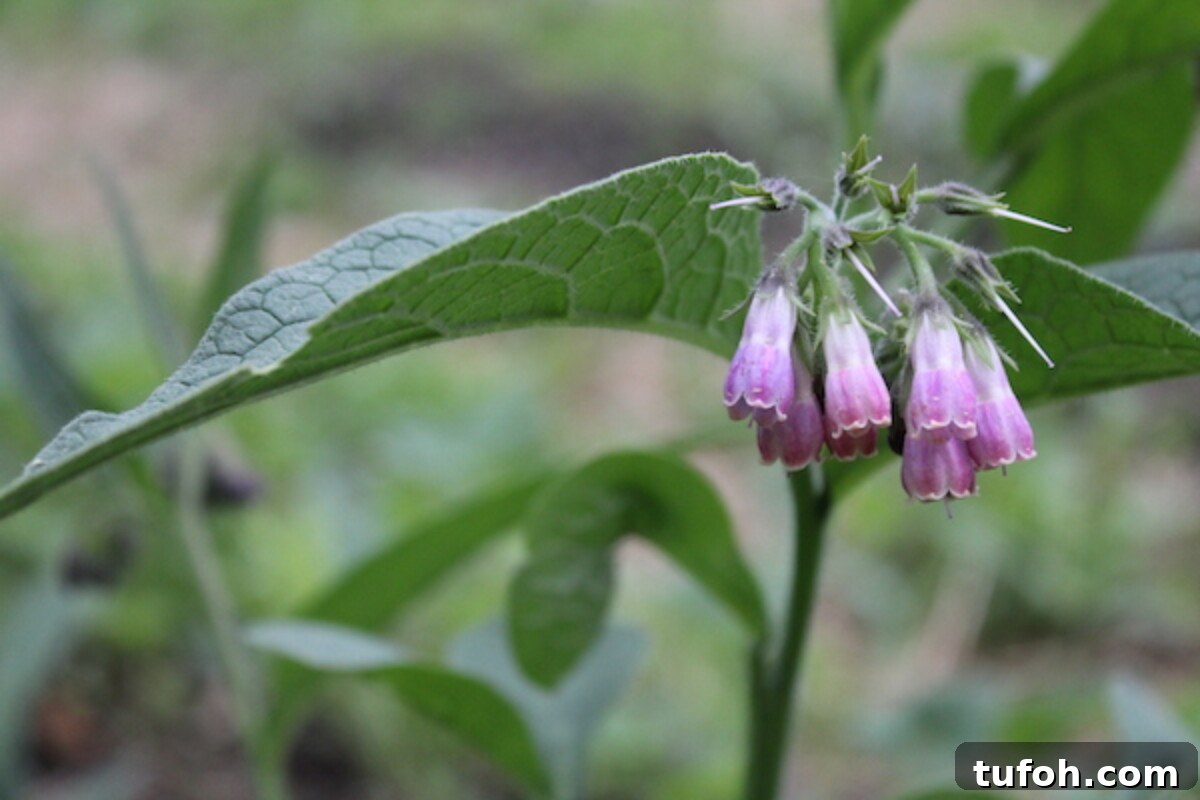 30+ Medicinal Flowers and How to Use Them for Healing 16 comfrey flowers