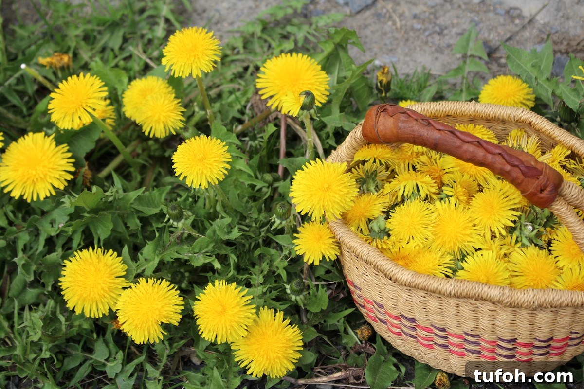 30+ Medicinal Flowers and How to Use Them for Healing 19 Foraging Dandelions