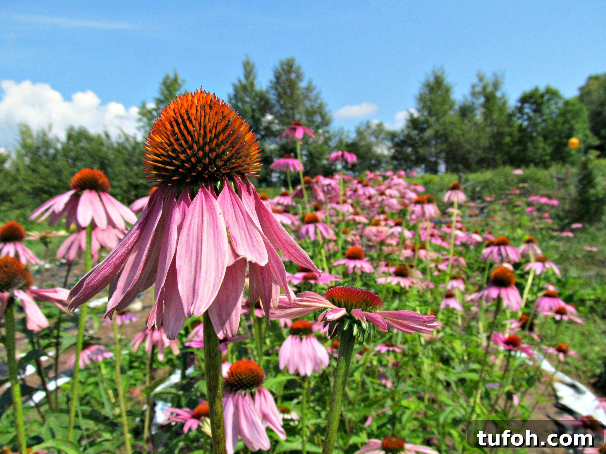 30+ Medicinal Flowers and How to Use Them for Healing 20 img 19641 19