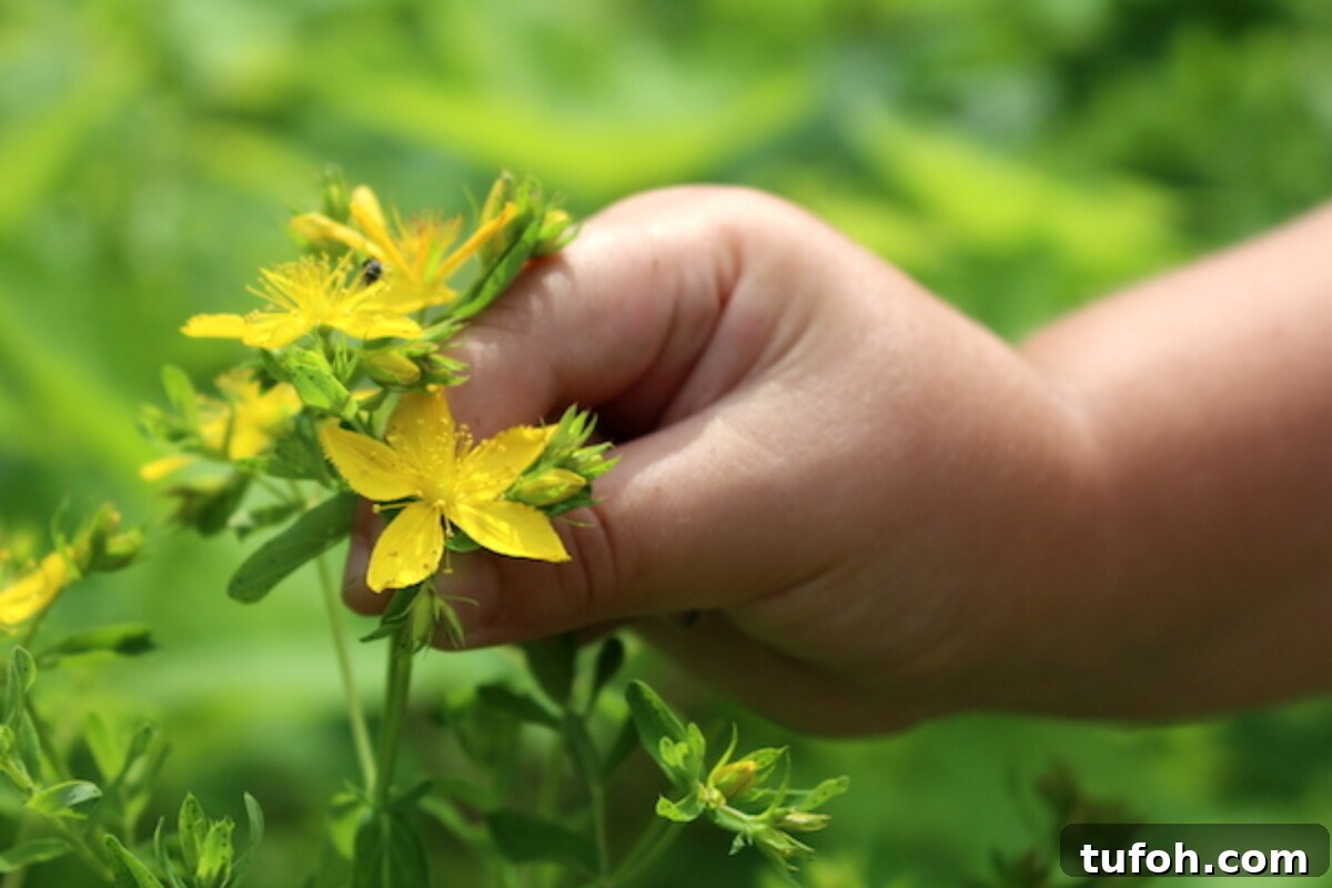 30+ Medicinal Flowers and How to Use Them for Healing 3 Harvesting St. Johns Wort Plant in the Wild