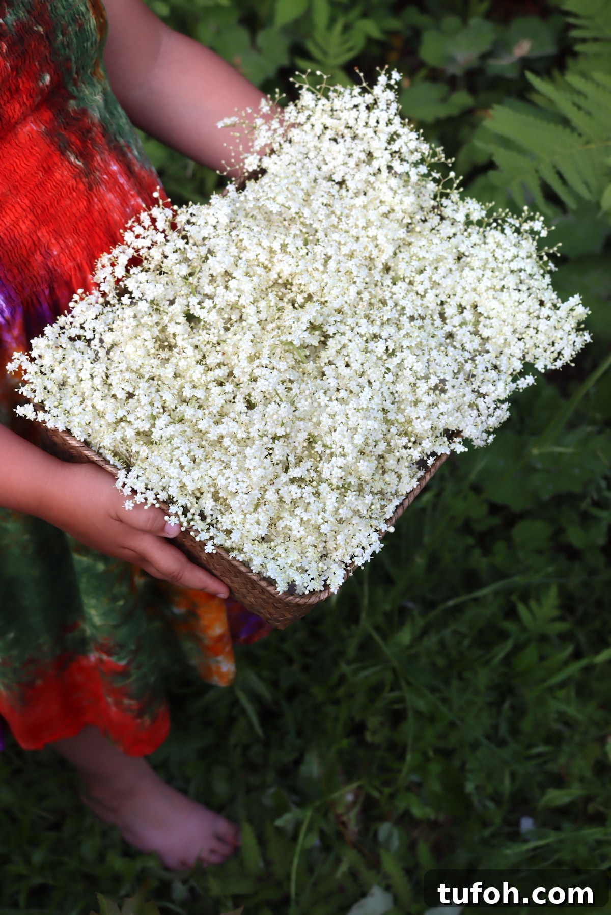 30+ Medicinal Flowers and How to Use Them for Healing 21 img 19641 20