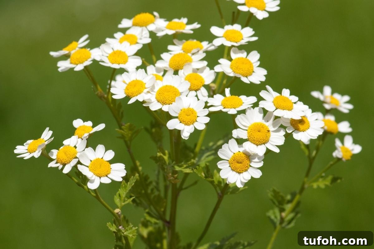 30+ Medicinal Flowers and How to Use Them for Healing 23 Feverfew