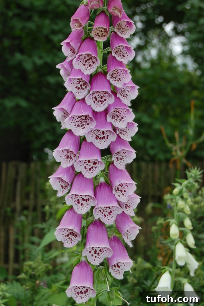 30+ Medicinal Flowers and How to Use Them for Healing 24 Foxglove
