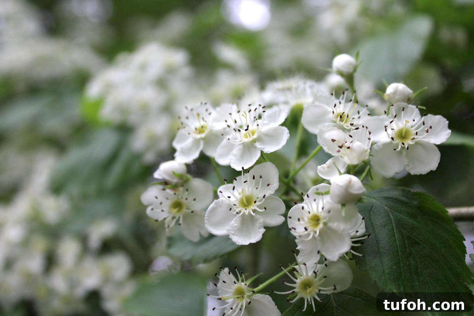 30+ Medicinal Flowers and How to Use Them for Healing 25 Hawthorn Flowers