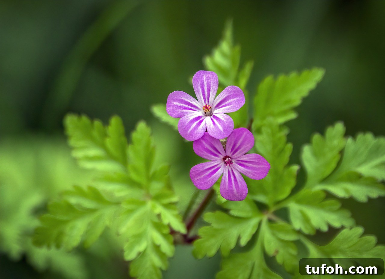 30+ Medicinal Flowers and How to Use Them for Healing 26 herb robert