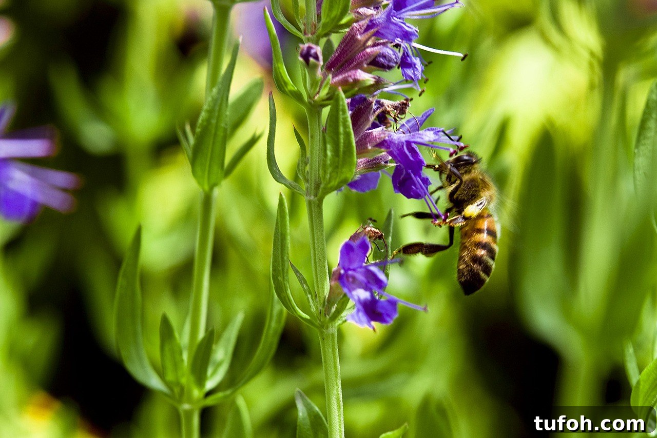 30+ Medicinal Flowers and How to Use Them for Healing 28 Hyssop
