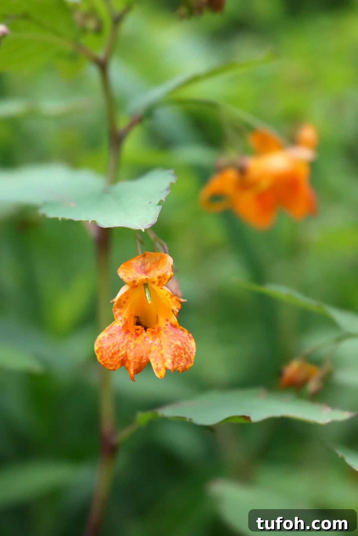30+ Medicinal Flowers and How to Use Them for Healing 30 Jewelweed