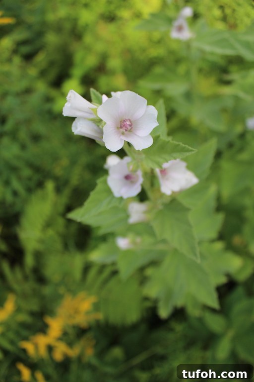 30+ Medicinal Flowers and How to Use Them for Healing 32 Marshmallow in Bloom (Althaea officinalis)