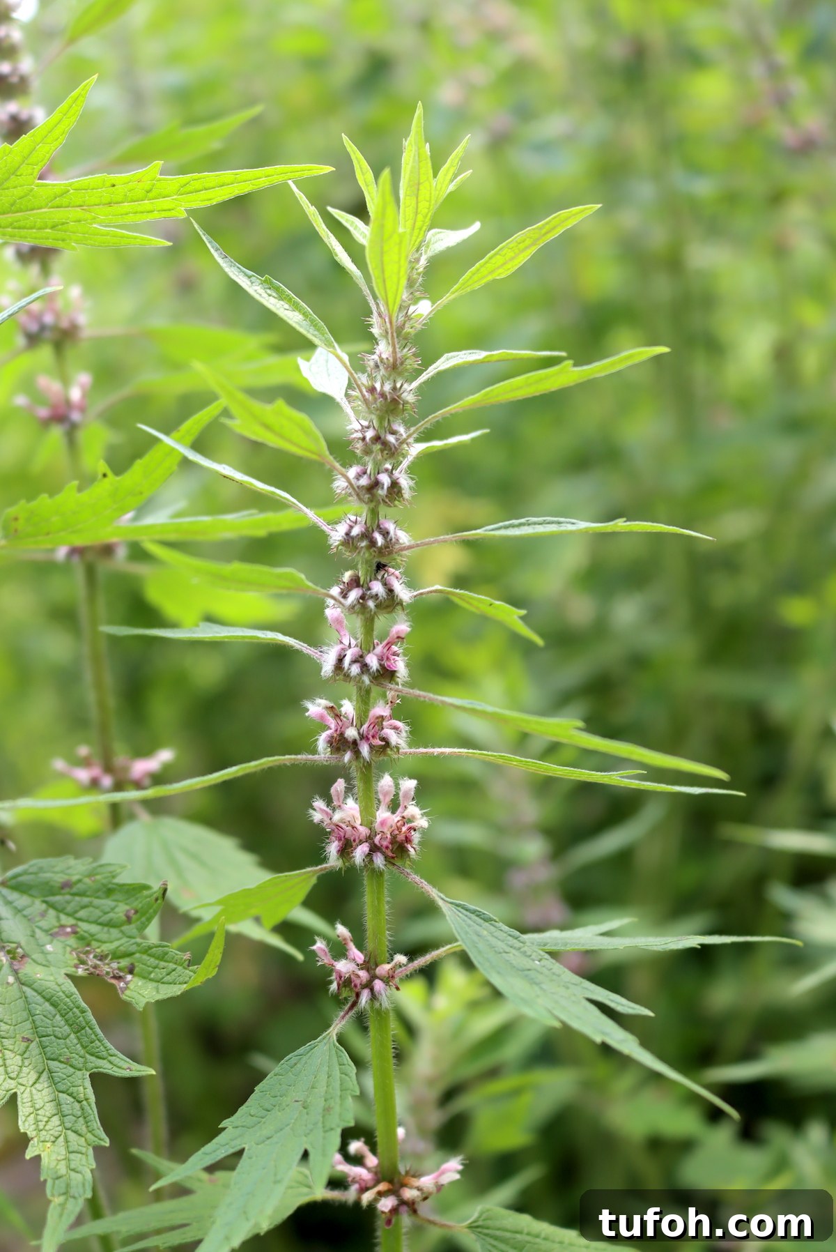 30+ Medicinal Flowers and How to Use Them for Healing 33 Motherwort Flowers