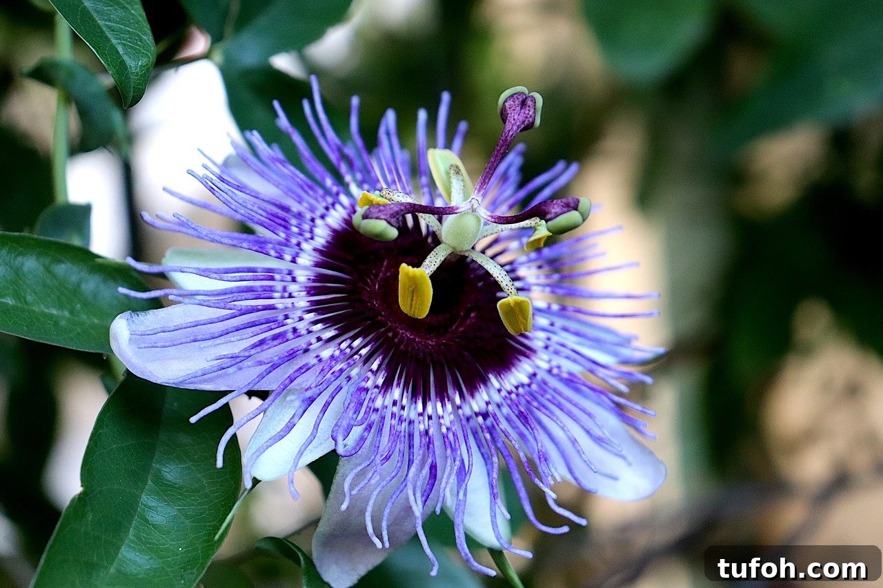 30+ Medicinal Flowers and How to Use Them for Healing 35 passionflower