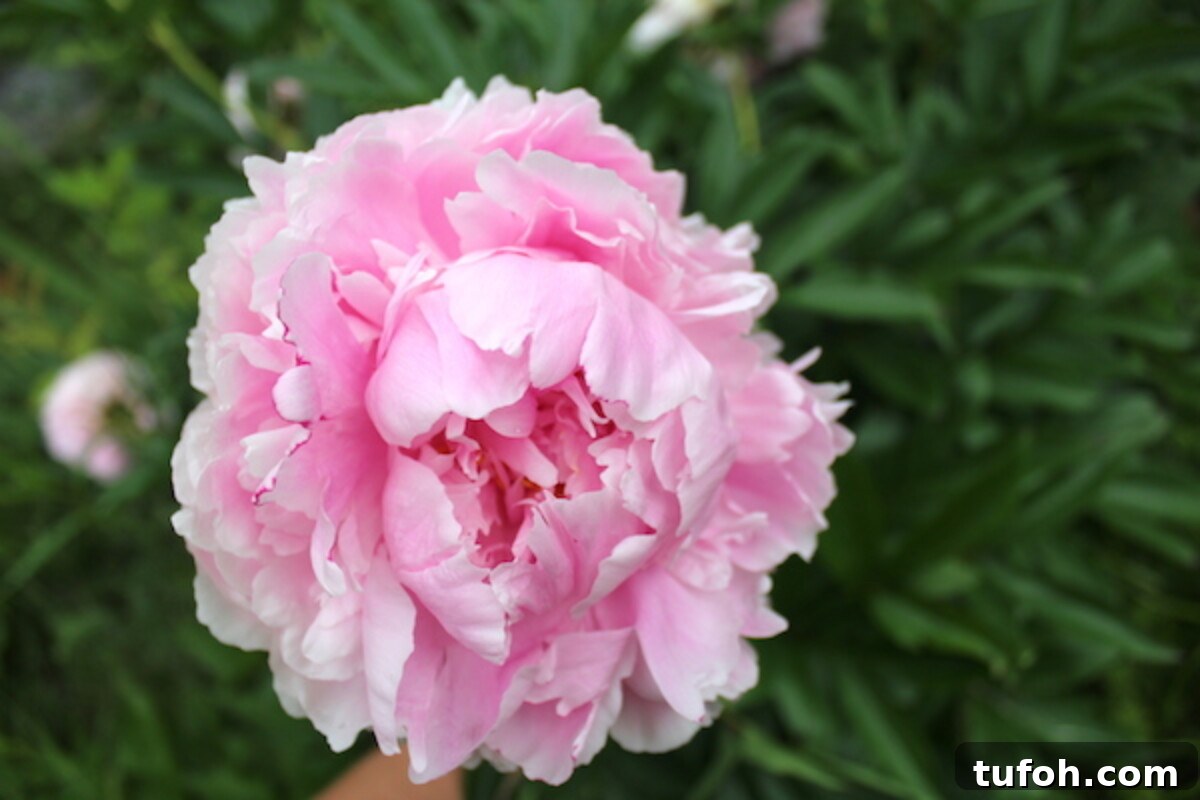 30+ Medicinal Flowers and How to Use Them for Healing 36 Edible peony blossoms