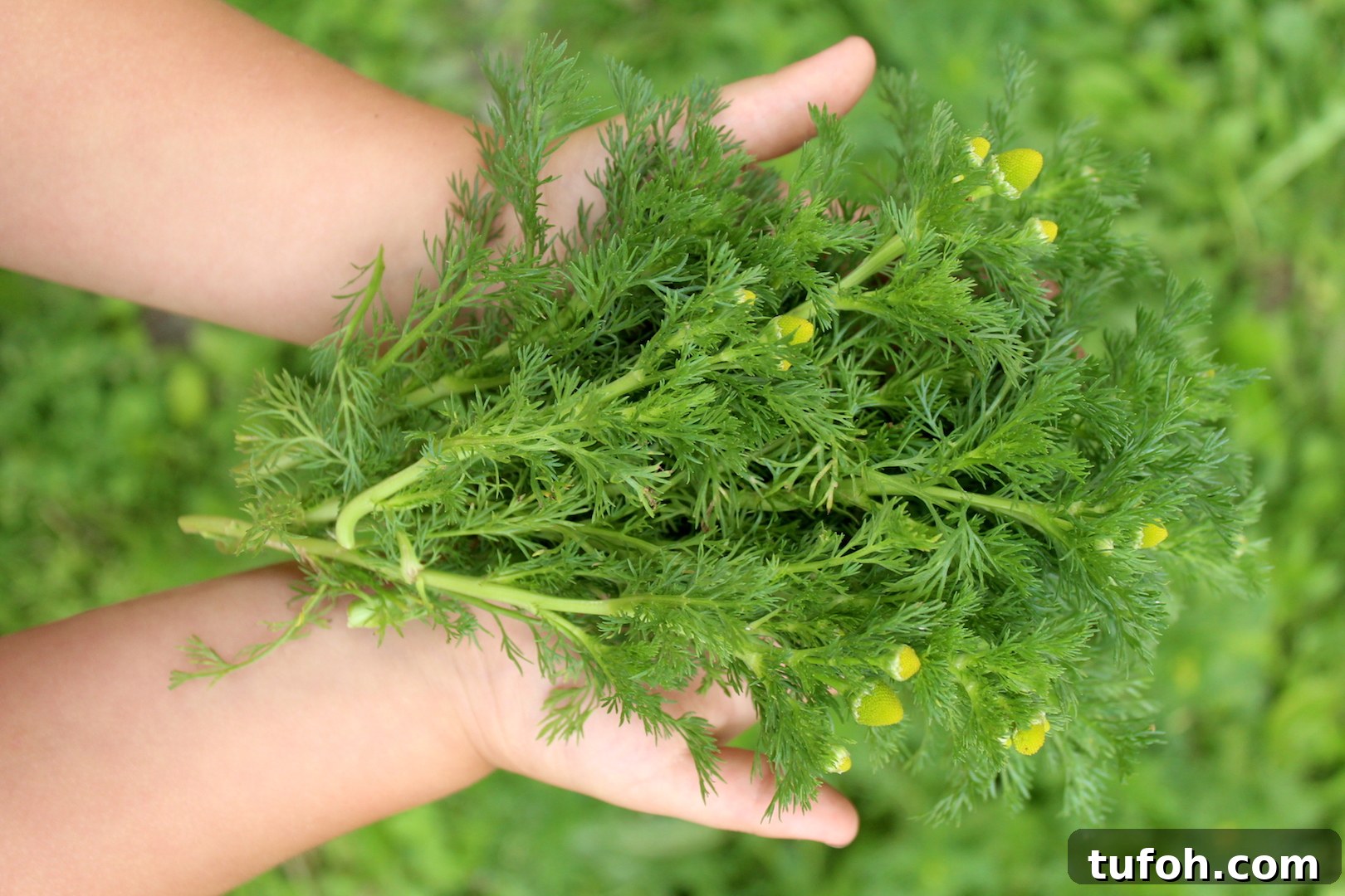 30+ Medicinal Flowers and How to Use Them for Healing 37 Foraging Pineapple Weed