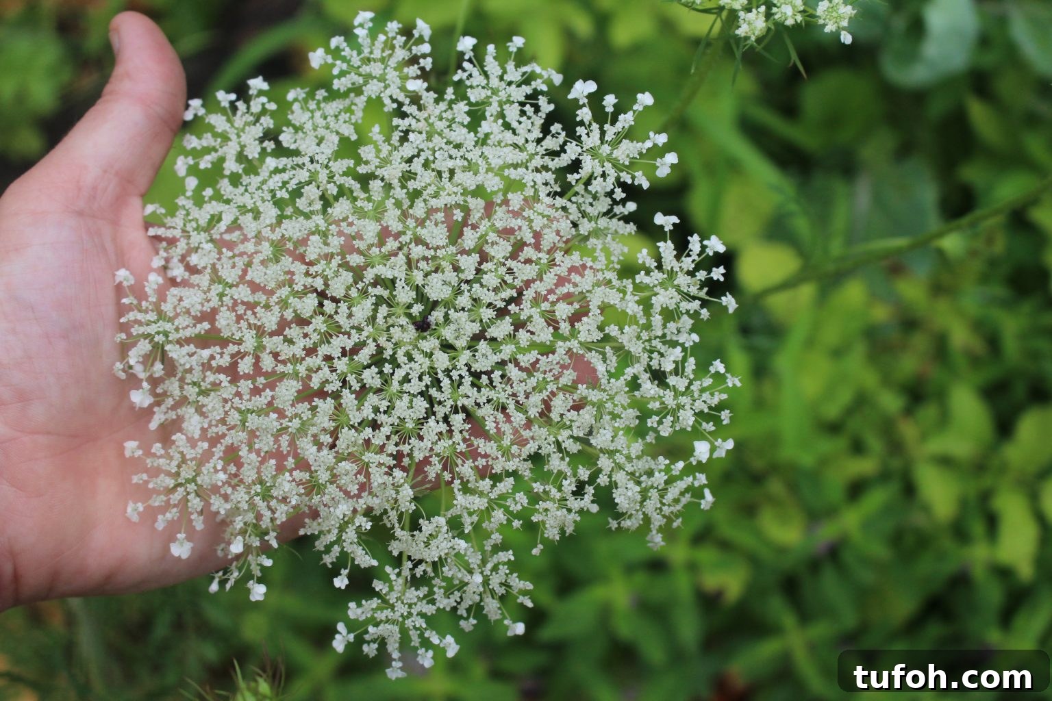 30+ Medicinal Flowers and How to Use Them for Healing 38 Queen Annes Lace Flower