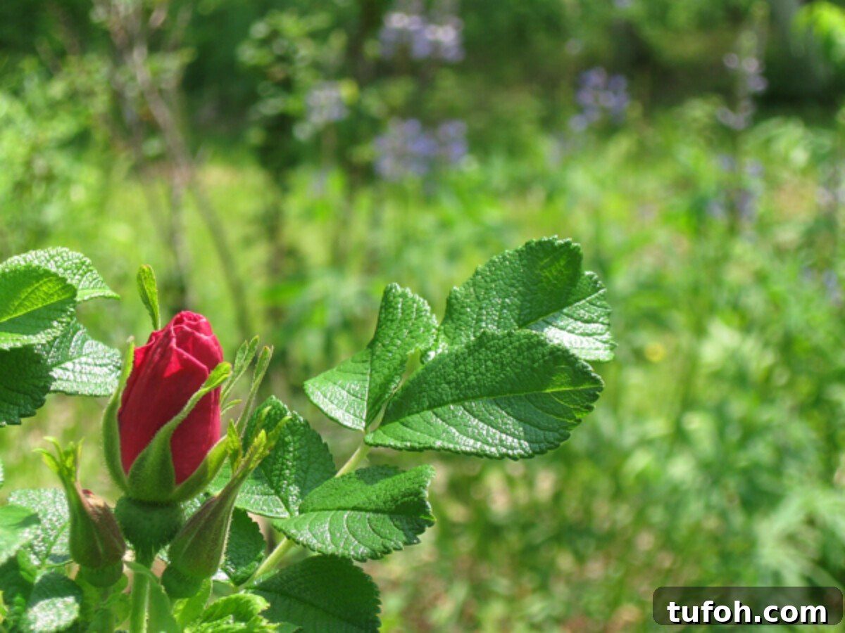 30+ Medicinal Flowers and How to Use Them for Healing 39 wild rose bud