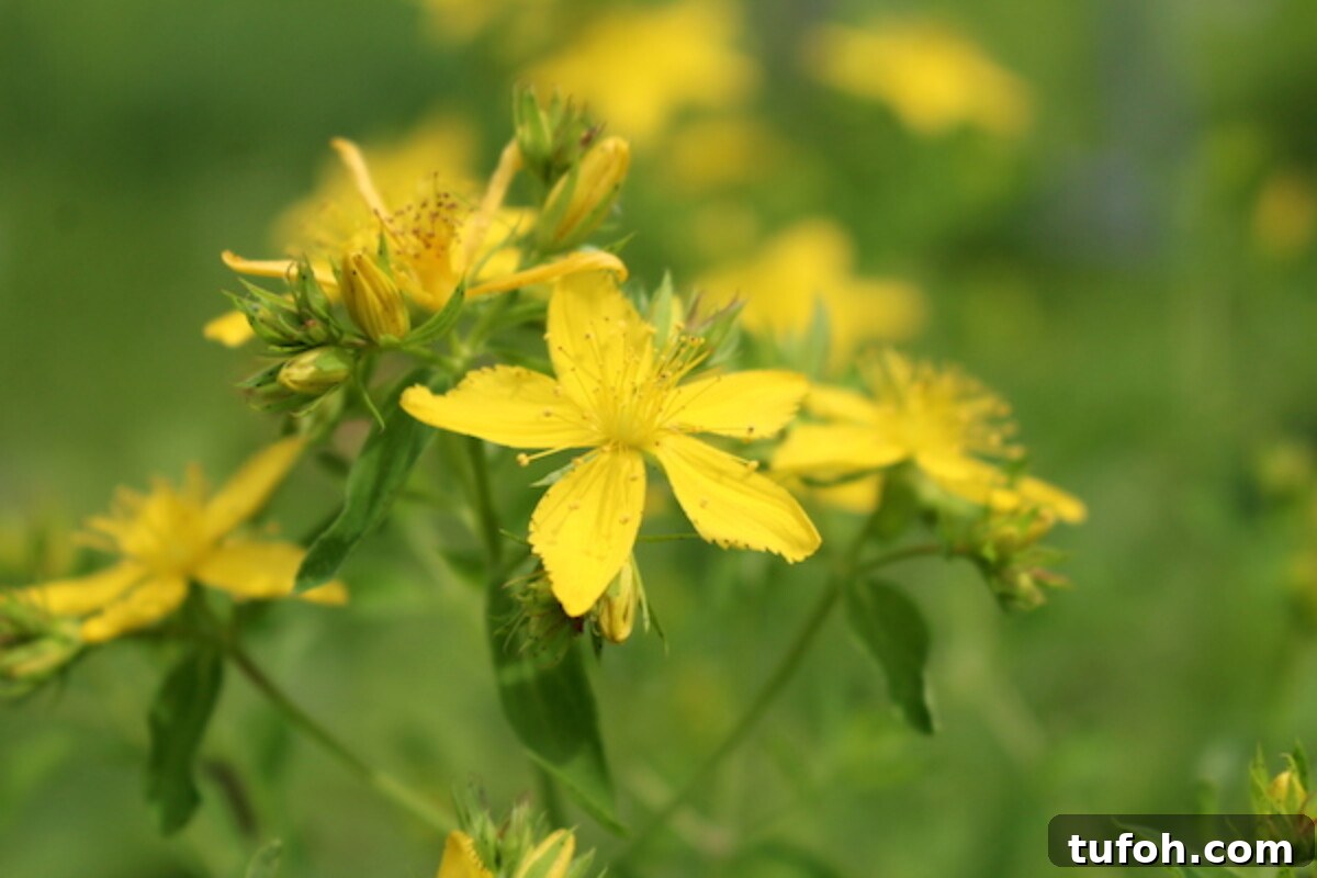 30+ Medicinal Flowers and How to Use Them for Healing 40 Bright Yellow blossoms with 5 petals on a Saint Johns Wort Plant