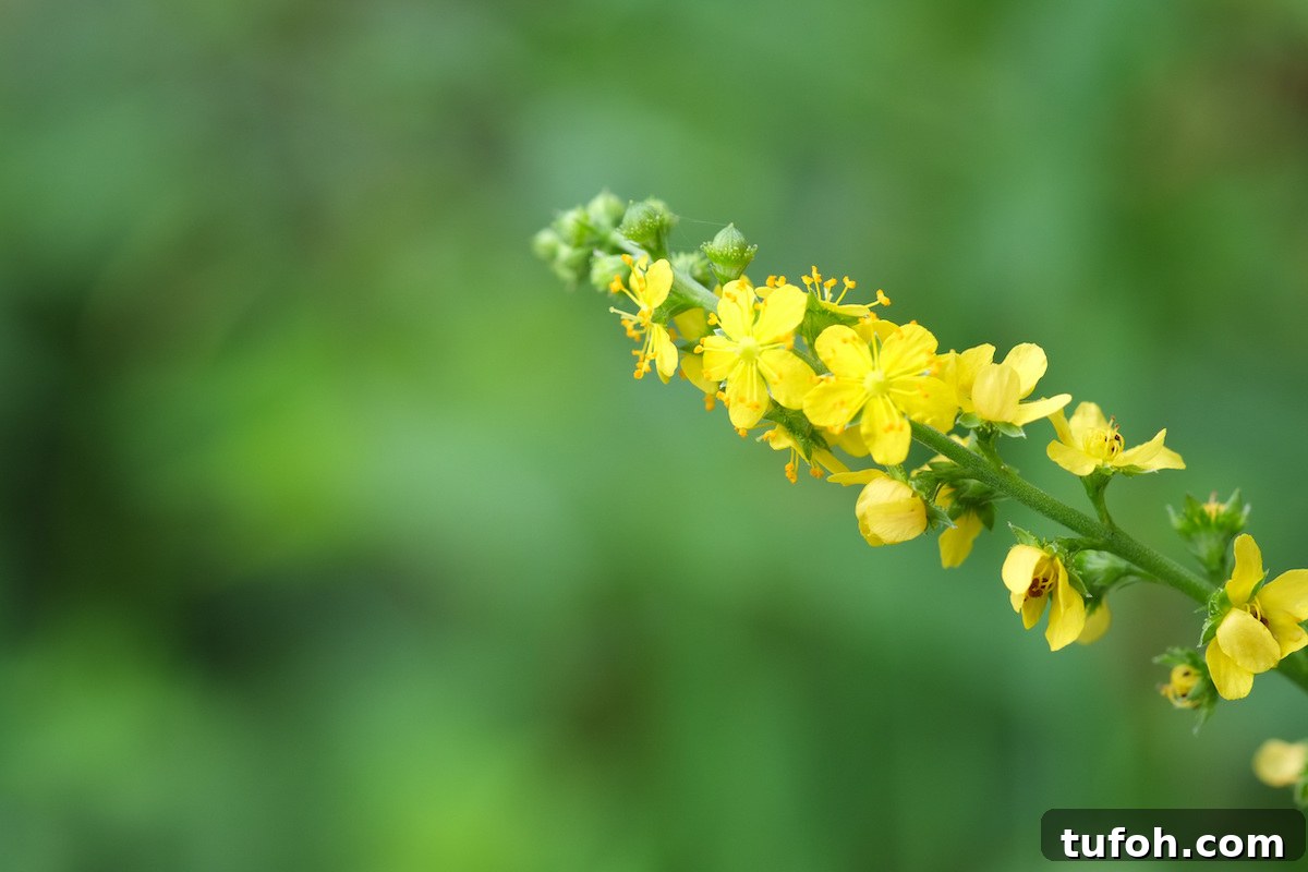 30+ Medicinal Flowers and How to Use Them for Healing 5 Agrimony medicinal flowers