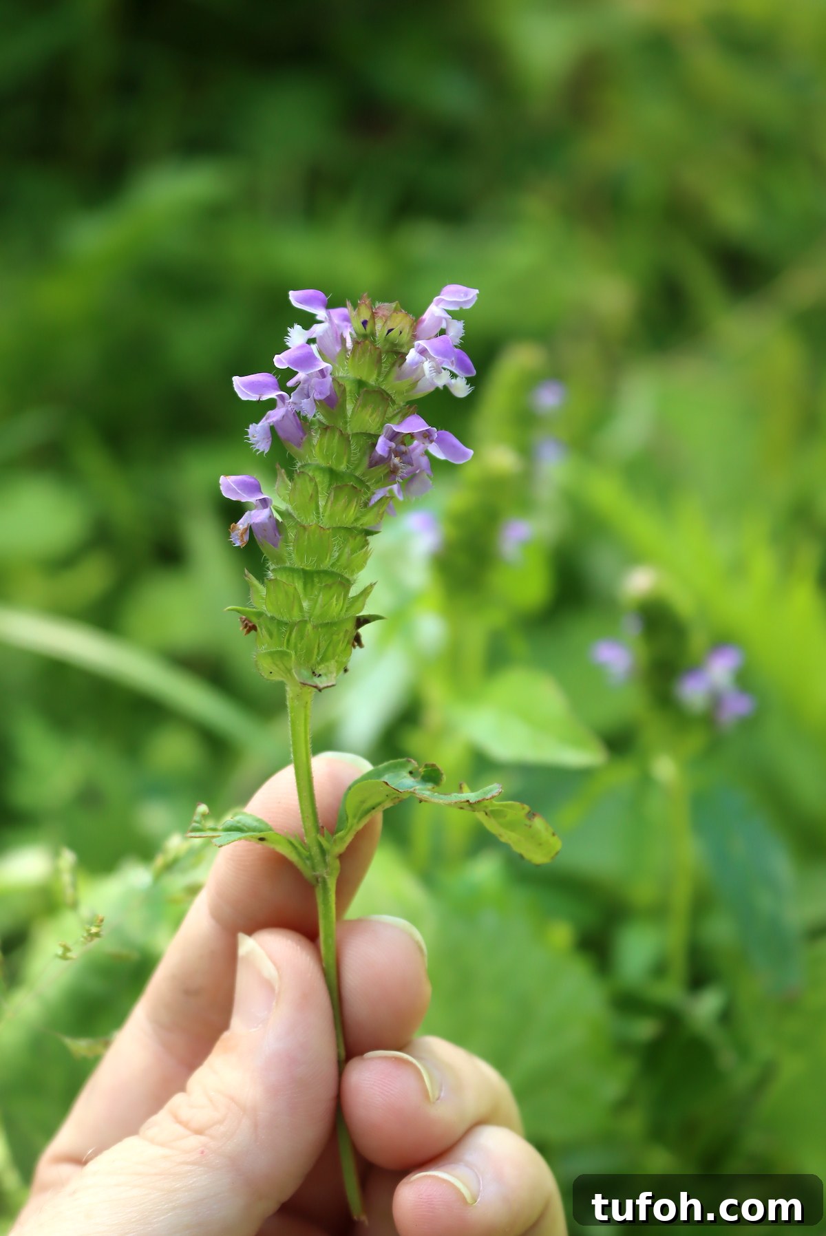30+ Medicinal Flowers and How to Use Them for Healing 41 Self Heal flowers