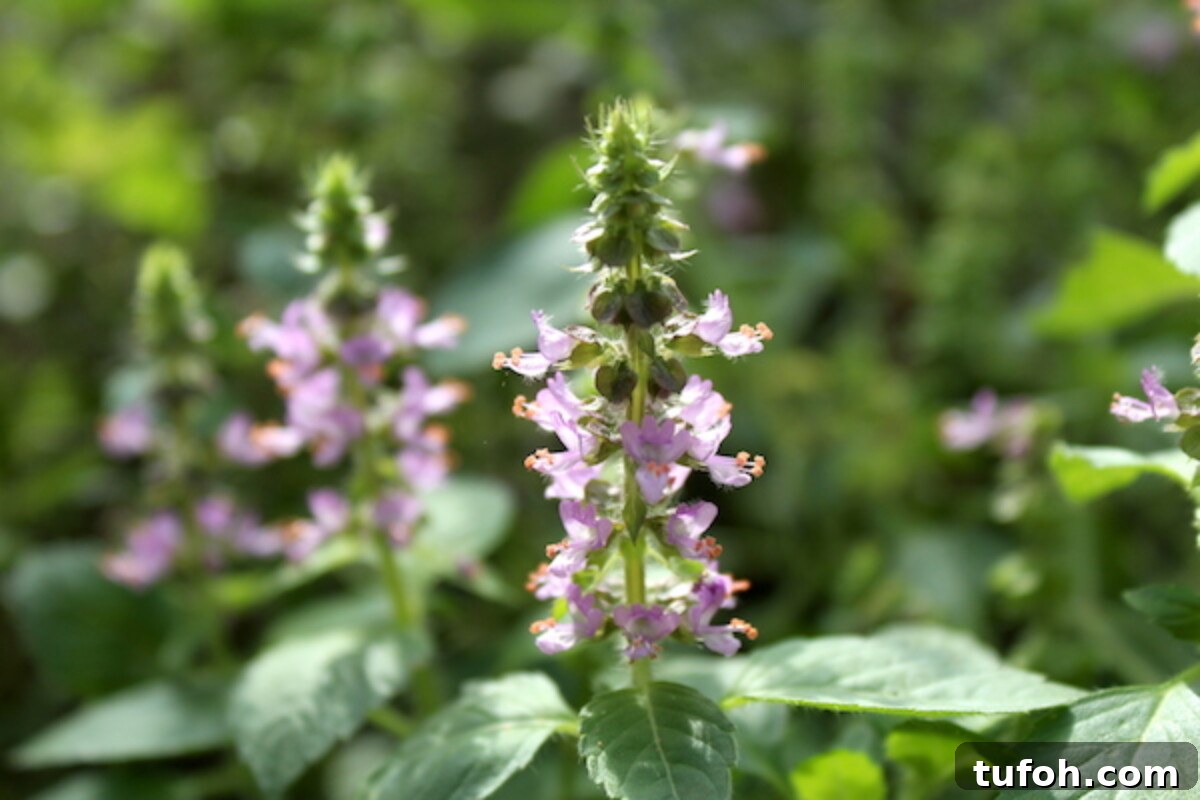 30+ Medicinal Flowers and How to Use Them for Healing 42 Tulsi Flowers