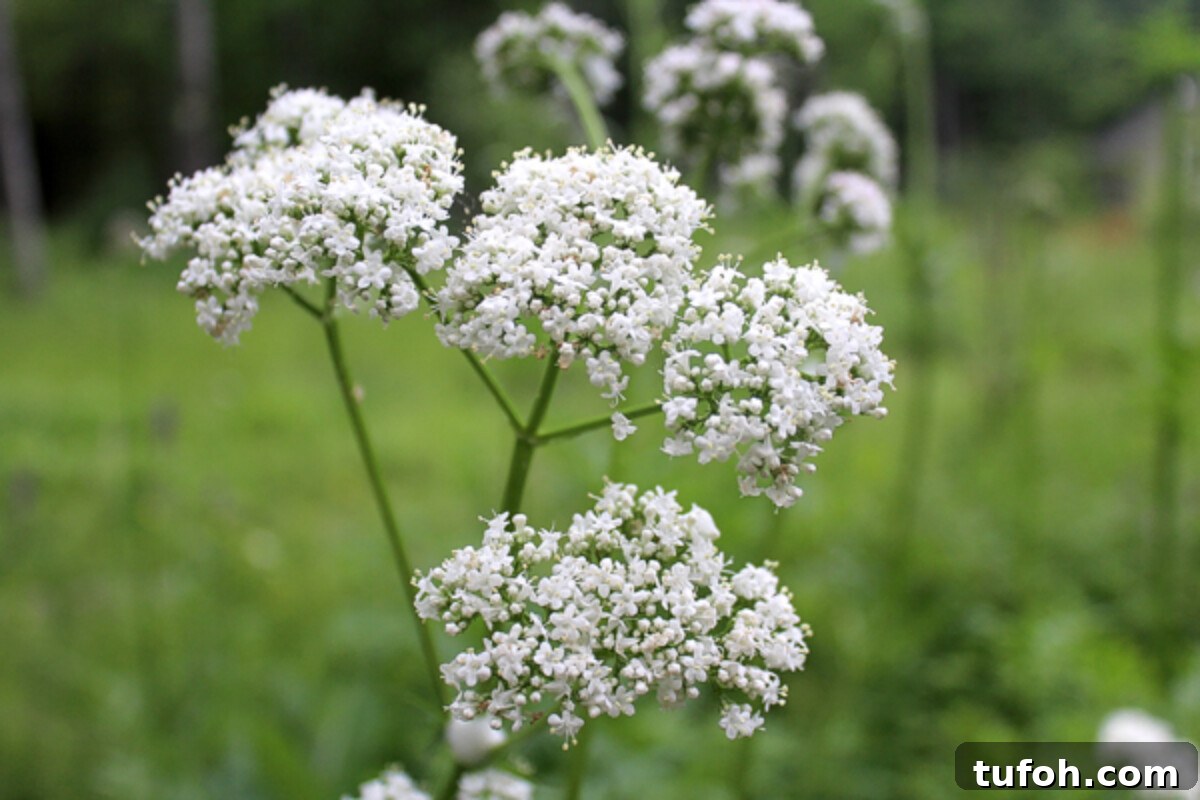 30+ Medicinal Flowers and How to Use Them for Healing 43 Valerian Flower Cluster