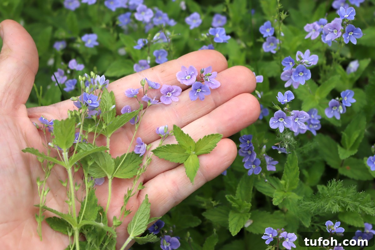 30+ Medicinal Flowers and How to Use Them for Healing 44 Medicinal flowers of veronica (speedwell)