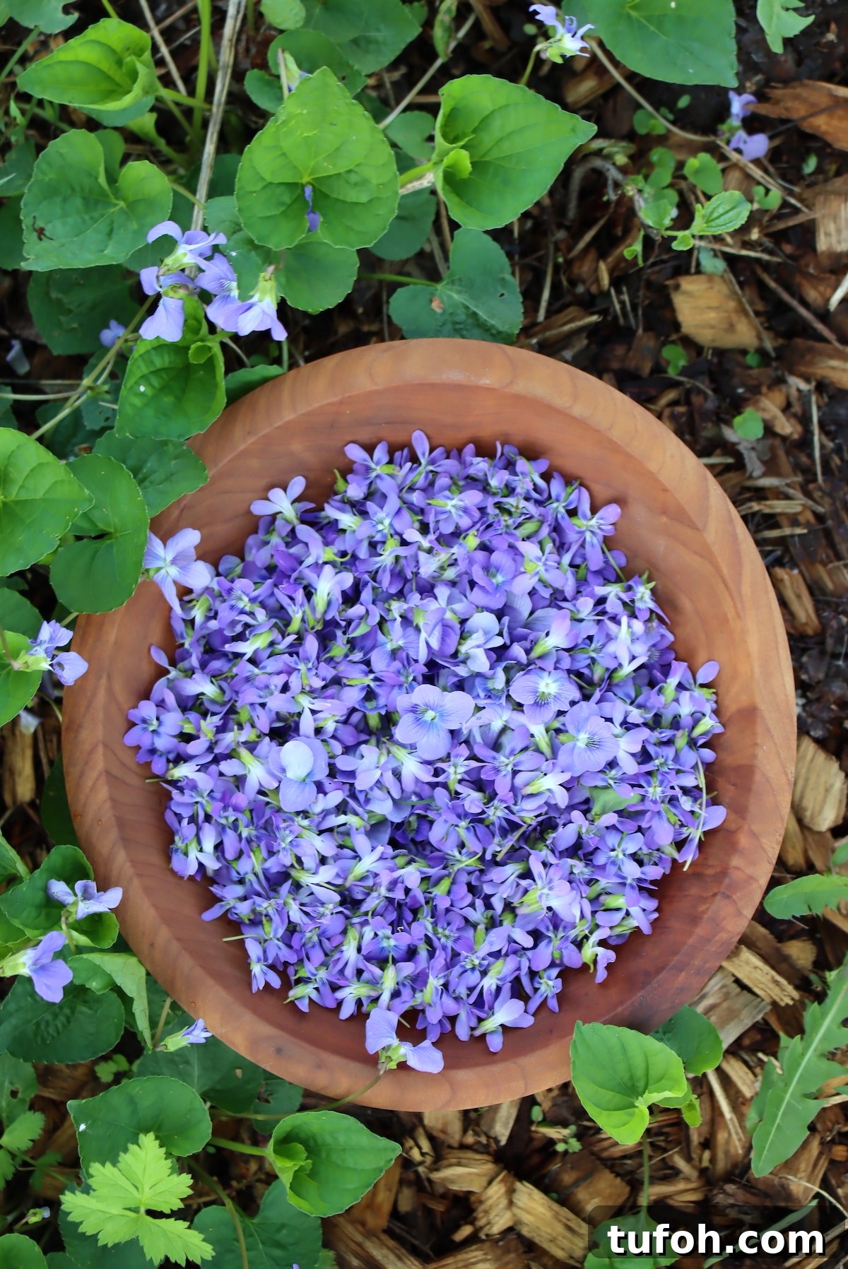 30+ Medicinal Flowers and How to Use Them for Healing 45 Wild Violet Flowers