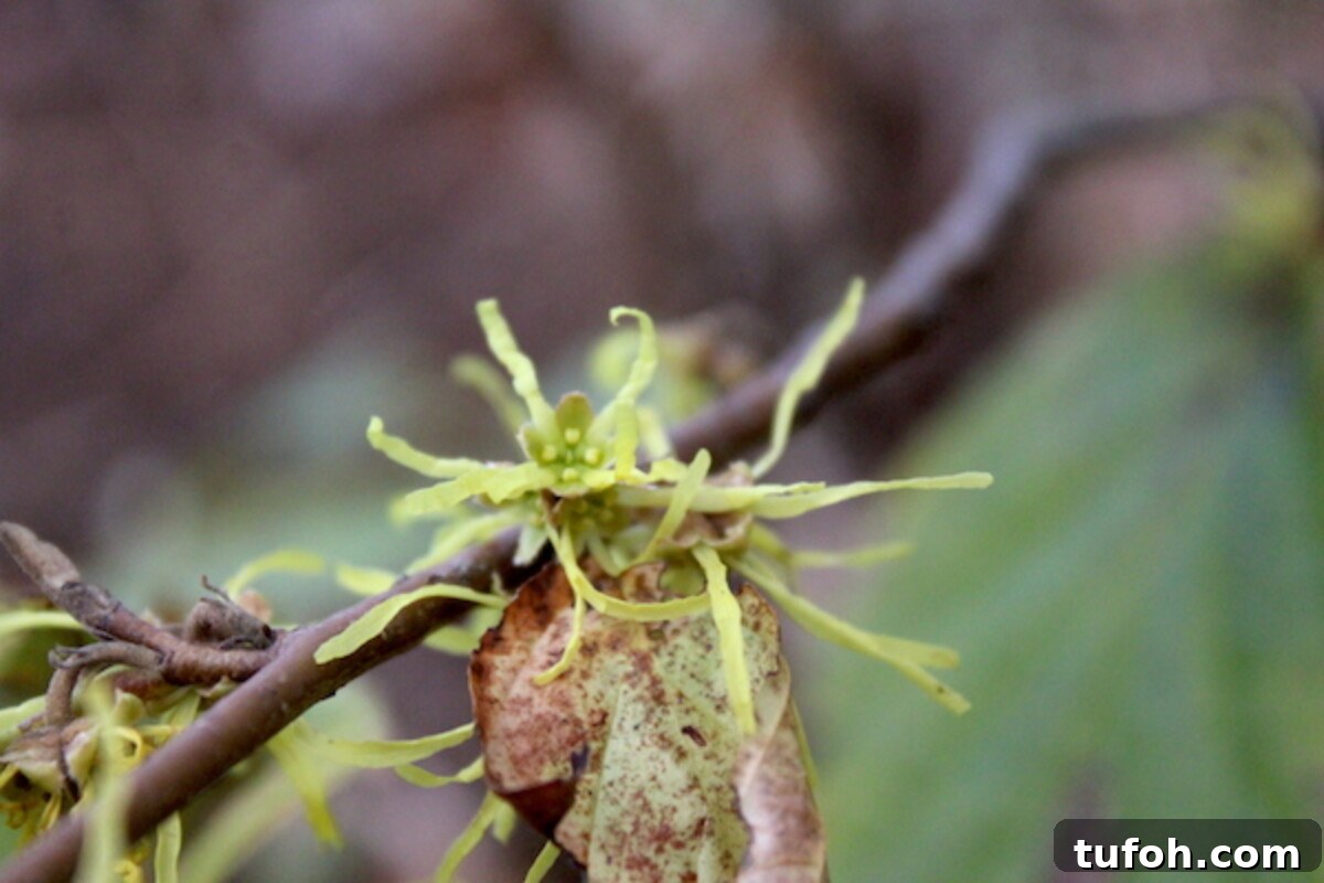 30+ Medicinal Flowers and How to Use Them for Healing 46 Witch Hazel Plant in Flower