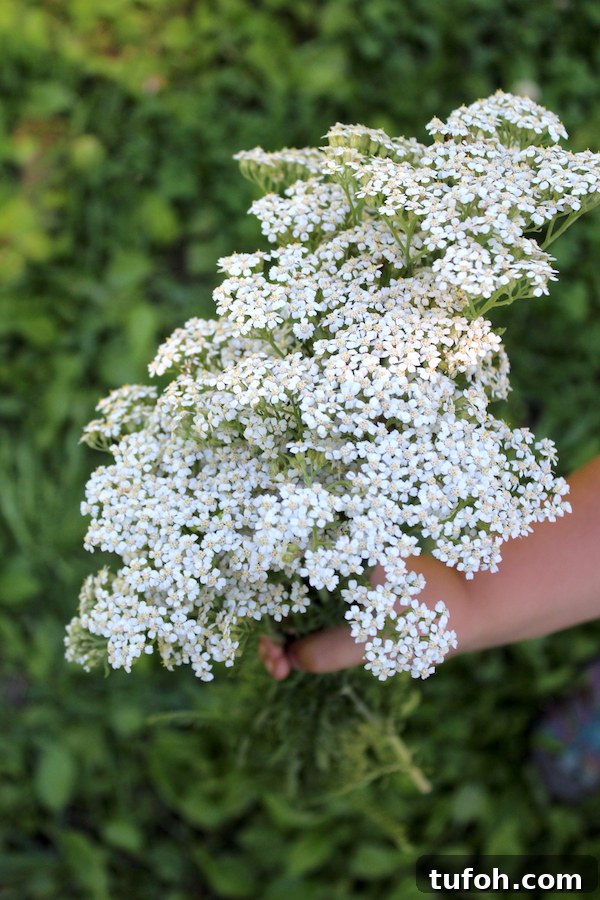 30+ Medicinal Flowers and How to Use Them for Healing 47 Bouquet of Yarrow
