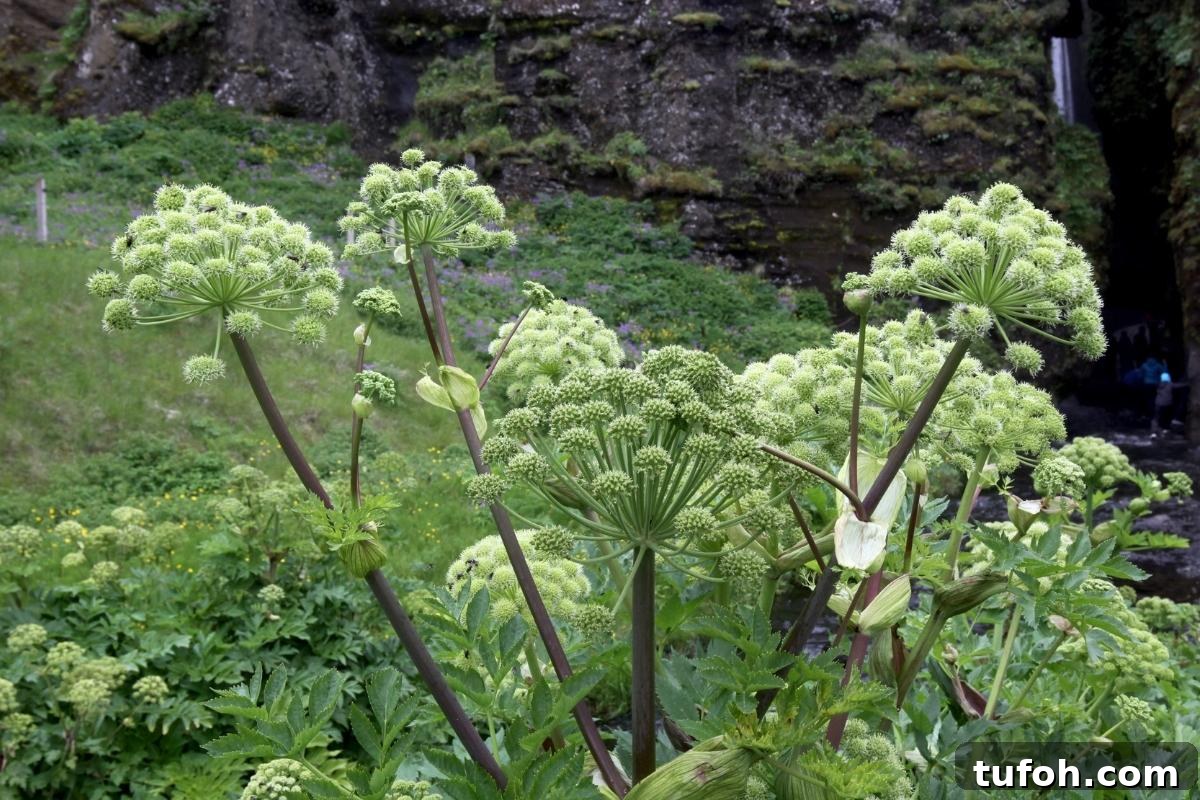 30+ Medicinal Flowers and How to Use Them for Healing 6 Angelica