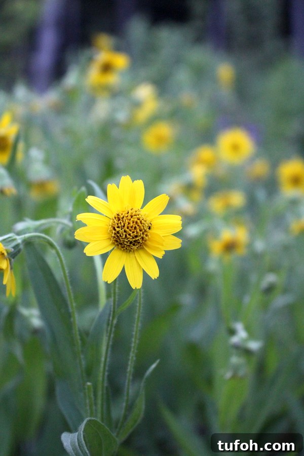 30+ Medicinal Flowers and How to Use Them for Healing 7 Growing arnica flowers in the herb garden for homemade arnica infused oil