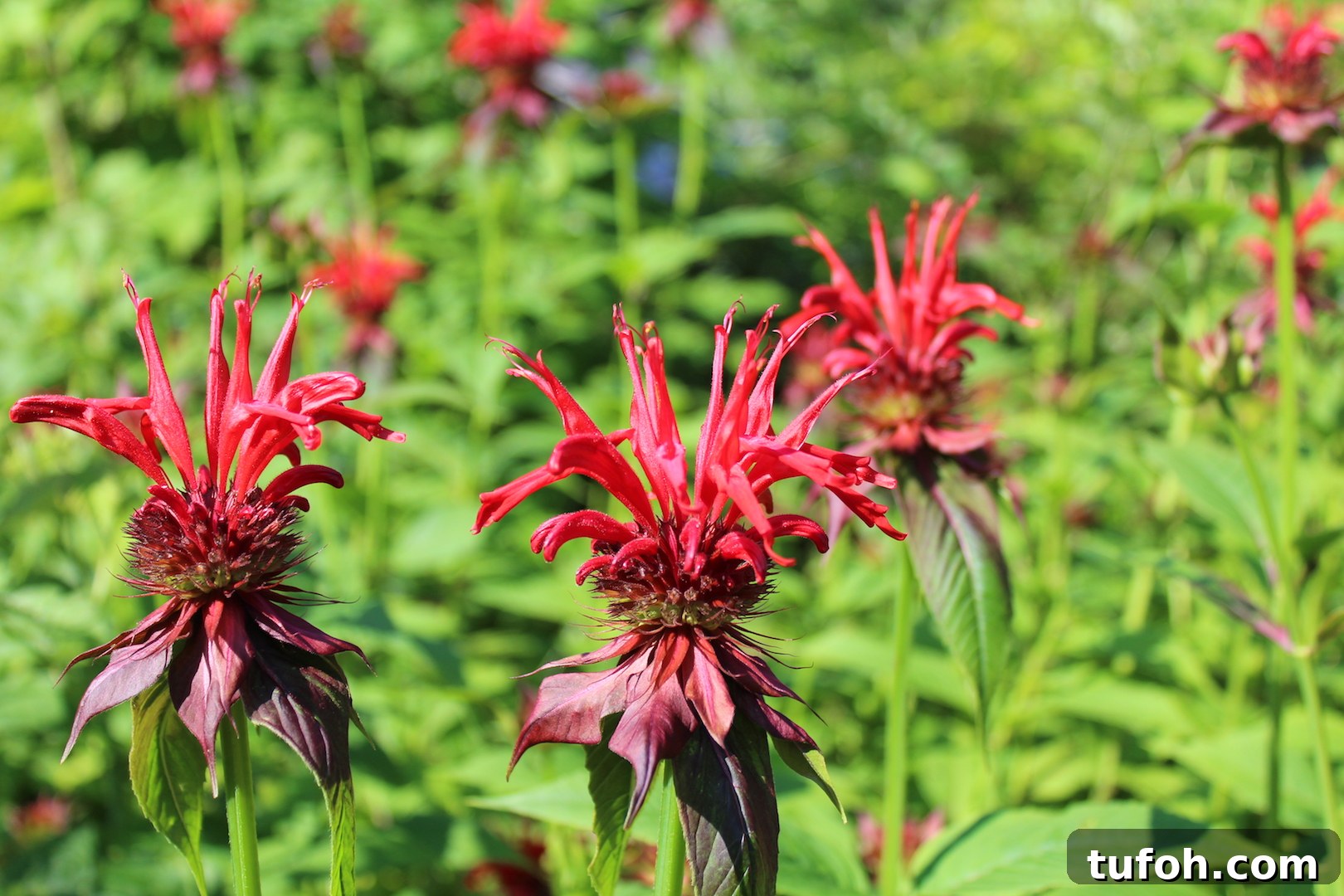 30+ Medicinal Flowers and How to Use Them for Healing 8 Cultivated bee balm with it's striking red color.