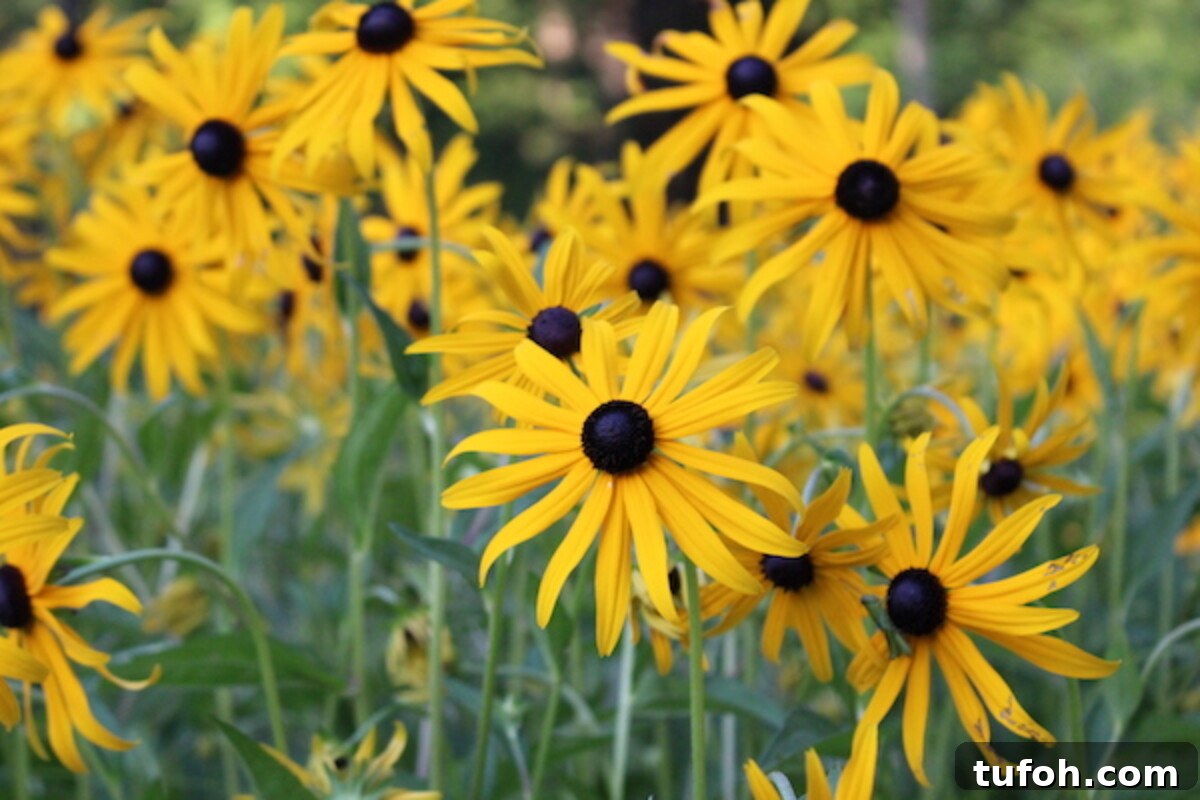30+ Medicinal Flowers and How to Use Them for Healing 9 Black Eyed Susan