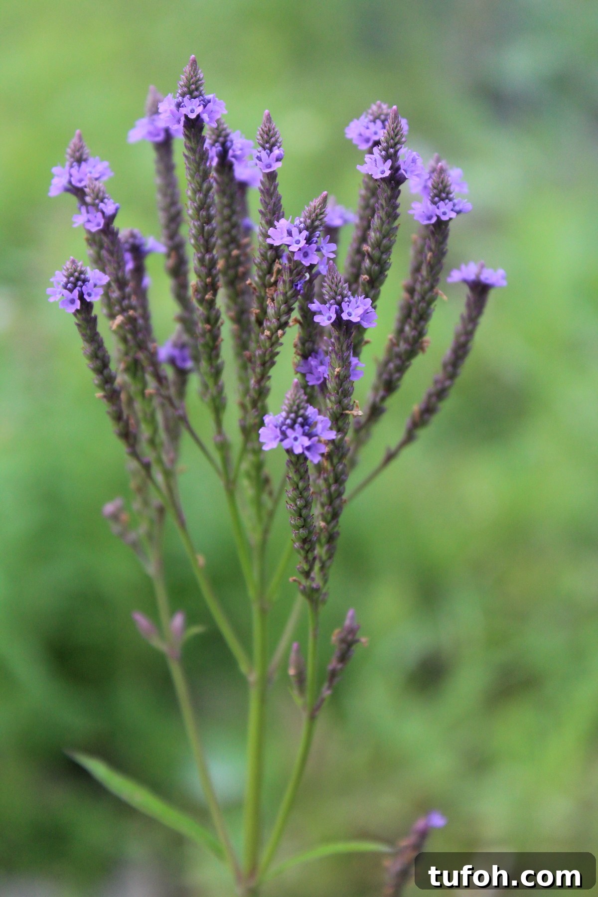30+ Medicinal Flowers and How to Use Them for Healing 10 Blue Vervain