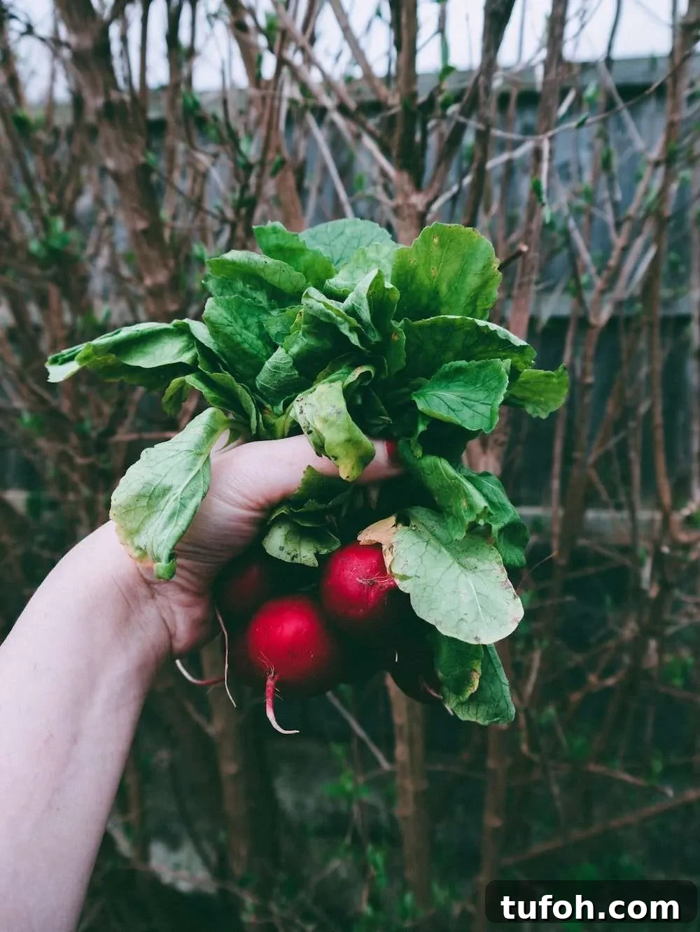 10 Spring Superfoods and Ways to Enjoy Them 5 radishes