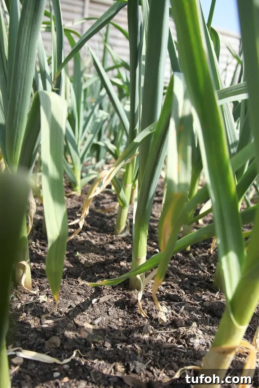 10 Spring Superfoods and Ways to Enjoy Them 8 green garlic