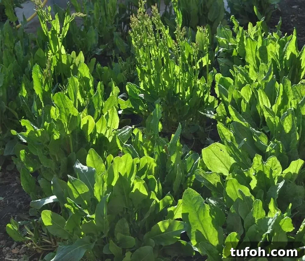 10 Spring Superfoods and Ways to Enjoy Them 10 sorrel