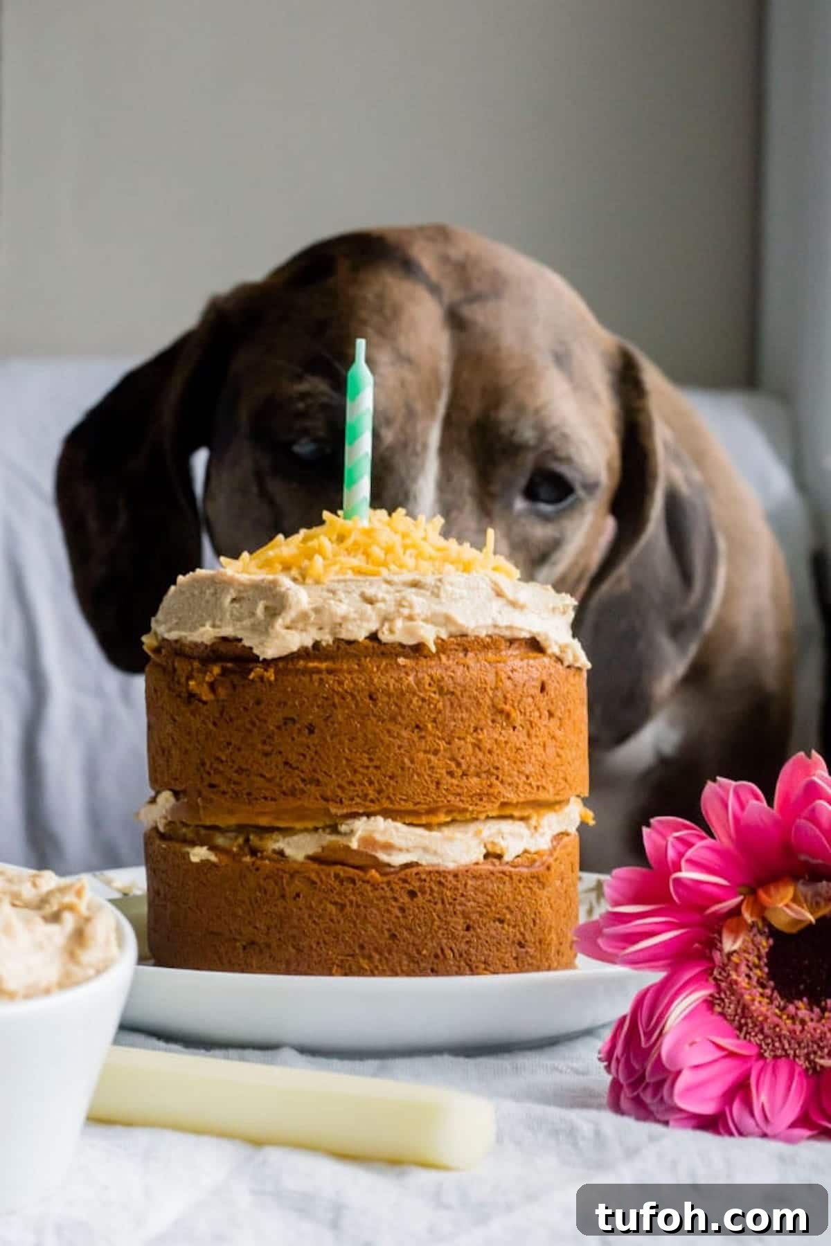 dog eating cake